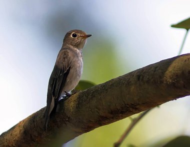 Sinekkapan Iruppu Şelalesi Kodagu, Karnataka, Hindistan