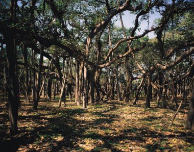 Banyan Ağaçları Botanik Bahçesi, Kolkata, Batı Bengal, Hindistan, Asya 