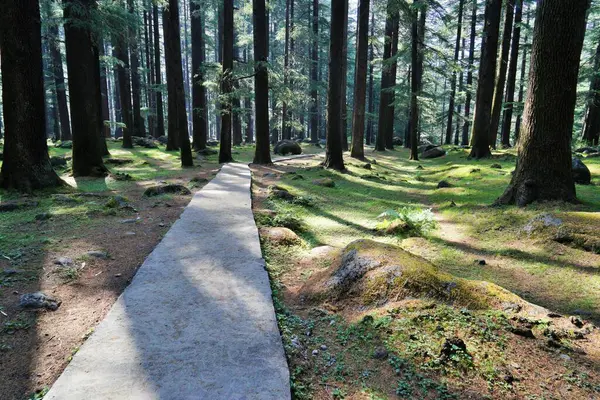 stock image Deodar trees forest, Wildlife Sanctuary, Manali, Himachal Pradesh, India, Asia