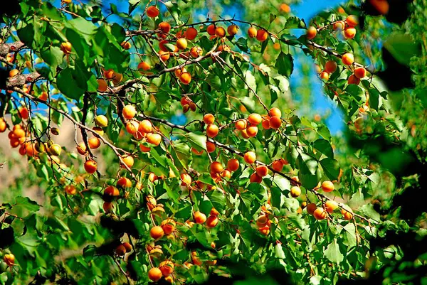 stock image Apricot tree ; Ladakh ; Jammu & Kashmir ; India