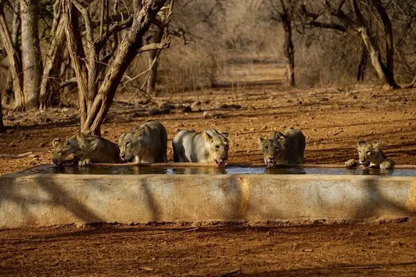 Aslanlar su tankında, Gir Vahşi Yaşam Sığınağı, Gujarat, Hindistan, Asya