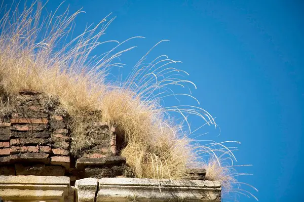 stock image Dry grass over ancient monument temple in Bheel basti, village Dilwara, Udaipur, Rajasthan, India 