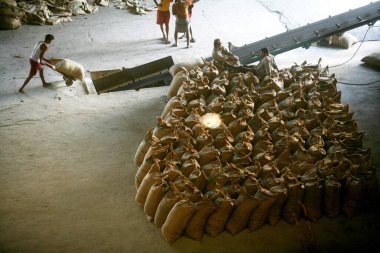 Sangli 'deki şeker fabrikasında, Maharashtra' da, Hindistan 'da bir quintal ağırlığında jüt poşetlerinde şeker taşıyan bir işçi.