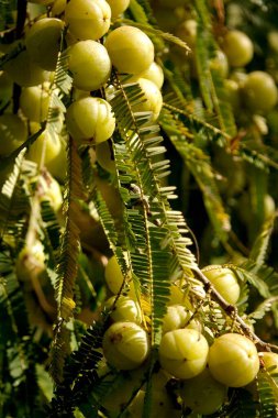 Amla Gooseberries Emblic Myrobalan Phyllanthus Emblica ayurvedic kış tonik ilacı Junagad; Gujarat; Hindistan