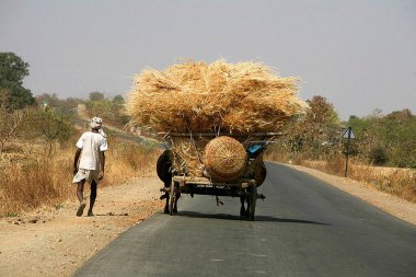 Madhya Pradesh 'te Bhopal otoyolunda altın buğday hasadı taşıyan bir adam yürüyor.