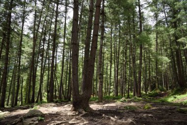 Ana kamp, Paro Taktsang, Tiger Nest Manastırı, Paro, Butan, Asya 