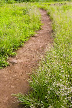 Yol, yeşillikli çamur yolu, Sanjay Gandhi Milli Parkı, Borivali, Bombay Mumbai, Maharashtra, Hindistan 