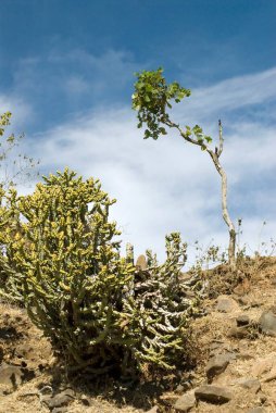 Chikhaldara 'daki Gavilgad kalesinde kaktüs; Amravati ilçesi; Maharashtra; Hindistan