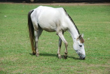 At yeşil çimlerde otluyor.