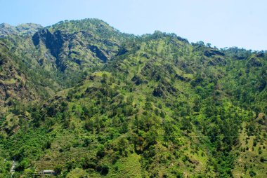 Greenery on a hill Vaishno Devi Jammu and Kashmir India clipart