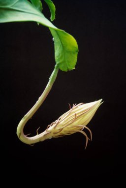 Brahma Kamal çiçek açan üçüncü aşama Saussure abvallata