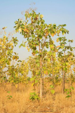 Tik ağacı, Agri, Pune, Maharashtra, Hindistan, Asya