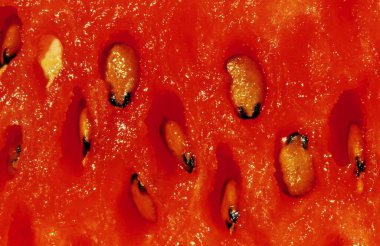 Fruits - Watermelon close up clipart