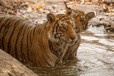 Hindistan 'ın Ranthambhore kaplan rezervinde sıcak yaz mevsiminde bir su birikintisinde dinlenen iki yetişkin kaplana yaklaşın.