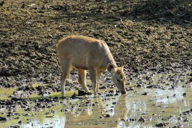 Dişi Sambar geyik suyu, Ranthambore Vahşi Yaşam Sığınağı, Rajasthan, Hindistan, Asya