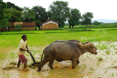 Ho tribes men with buffaloes in paddy field, Chakradharpur, Jharkhand, India    clipart