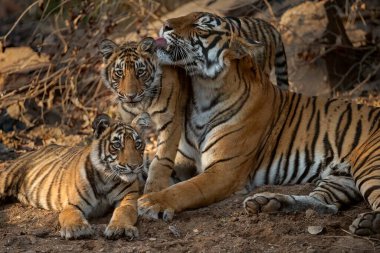 Vahşi kaplan anne ve iki küçük yavrusu Ranthambhore kaplan rezervinde, Hindistan
