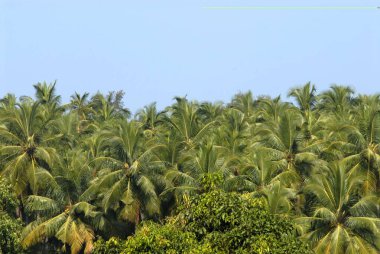 Dense coconut trees ; top portion ; Harihareshwar ; Konkan Region ; District Raigad ; Maharashtra ; India clipart