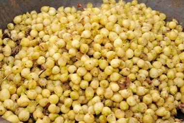 Meyveler, mahua madhuca longifolia, itadi near, Modasa, SabArkantha, Gujarat, Hindistan 