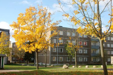 İsveç, Göteborg 'da bitki, akçaağaç, Sonbahar boyunca yaprakların altın sarısı 