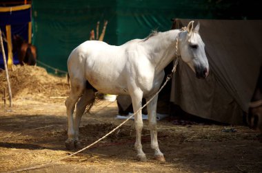 Nanded, Maharashtra, Hindistan 'da Sachkhand Saheb Gurudwara yakınlarında duran Nihang veya Sih savaşçılarına ait beyaz at.