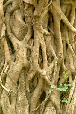 Hindistan incirinin köklerinden çok eski bir Banyan ağacının gövdesine iyice yaklaşın.