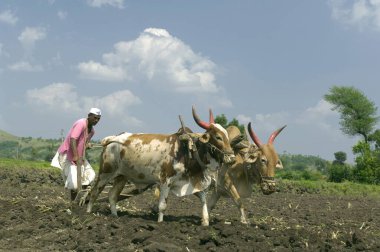 Pune, Maharashtra, Hindistan yakınlarındaki Ralegan Siddhi 'de öküzlerle tarla sürme 