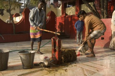 Rajrappa tapınağında keçi kurban etmek ve Maa Chhinna Mastika Tapınağı, Rajrappa, Jharkhand, Hindistan 