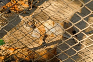 Vahşi yaşam; altın çakallar Canis aureus; Sakkarbag; bölge Junagadh; Gujarat; Hindistan