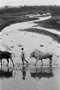 İnsan sığırları ile nehri geçer; Munagoli köyü; Bijapur bölgesi; Karnataka; Hindistan