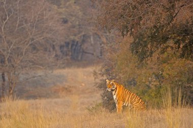 Tiger 'ın doğal yaşam alanı Ranthambhore Ulusal Parkı, Hindistan