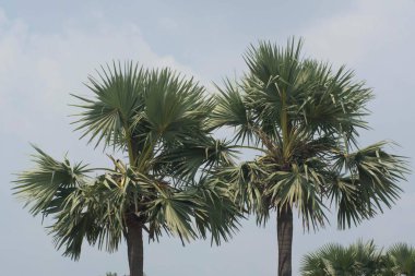 Konark, Orissa, Hindistan, Asya 'da palmiye ağaçları