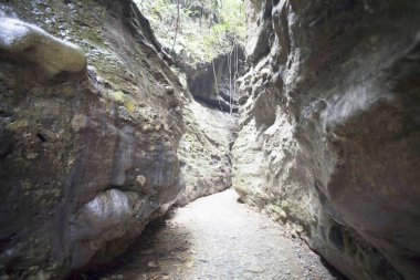 Kayalık mağaradaki su akıntısı yeşil Robero mağarasına, Himalaya 'daki Guchchu Pani Foothills, Dehradun, Uttaranchal, Hindistan 