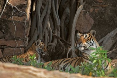 Arrowhead adında bir Kraliyet Bengal kaplanı, Ranthambore kaplan rezervinde küçük bir yavru ile arka planda, Hindistan 'daki eski bir Hindu tapınağının yıkıntılarının önünde oturuyor..