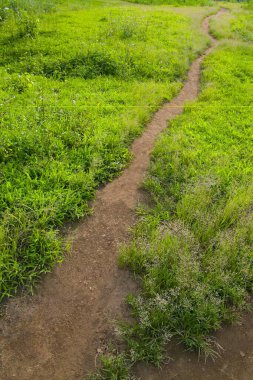 Footway, mud path with greenery, Sanjay Gandhi National Park, Borivali, Bombay Mumbai, Maharashtra, India  clipart