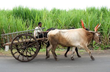 Bullock arabası, Miraj, Sangli, Maharashtra, Hindistan   