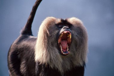 Lion tailed Monkey Mecaca Silenus clipart