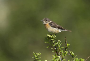 Himachel Pradesh Hindistan 'da Sibirya Taşbaşlığı  