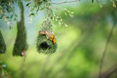 Baya dokumacı yuvalanmak için uçuyor, Hindistan