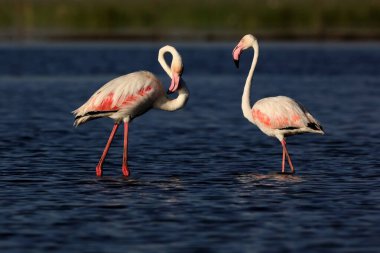 daha büyük flamingo, nalsarovar, Gujarat, Hindistan, Asya  