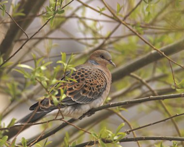 Kuş, Doğu kaplumbağa güvercini, Streptopelia orientalis meena, yüksek rakımlı kuşlar, Nako, Himachal Pradesh, Hindistan
