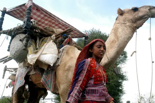 stock image A nomad woman moving with her belongings loaded on the back of camel at Wardha; Maharashtra; India 