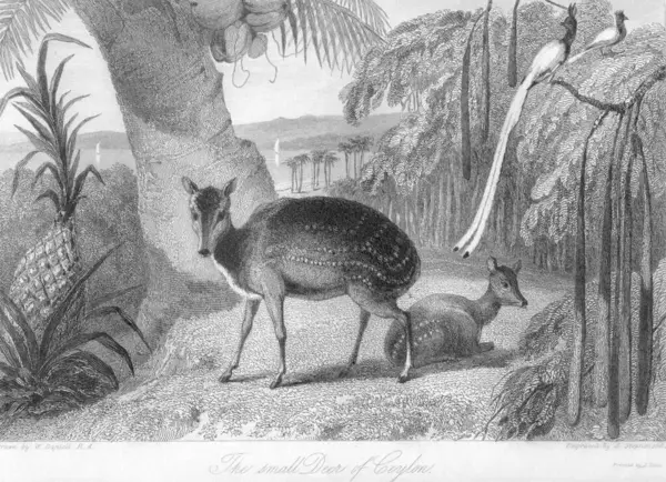 Stock image Small Deer of Ceylon, Sri Lanka, Vintage Colourless Lithograph