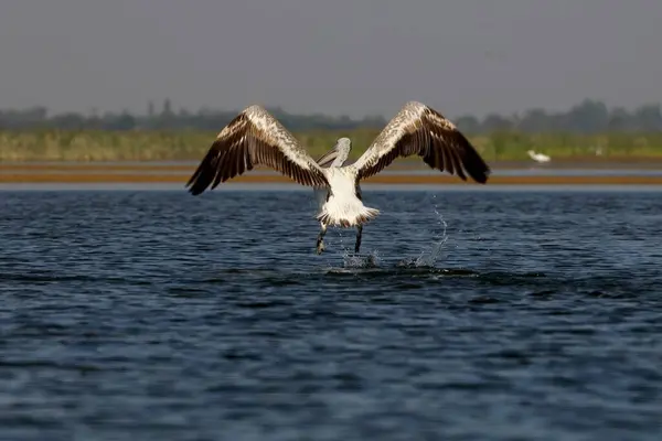 stock image Grey pelican, nalsarovar, Gujarat, India, Asia