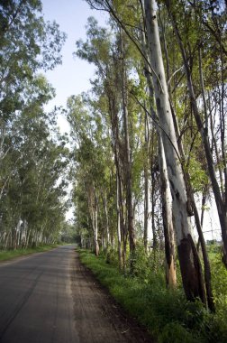 Ralegaon siddhi yolu Anna Hazare Maharashtra köyü, Hindistan, Asya