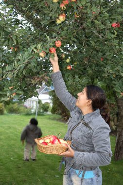 Elinde kırmızı elmalarla kırmızı elma toplayan genç bir bayan. 