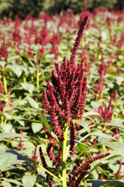 Amaranth rajgira ramdana bitkisi, Nadiad, Gujarat, Hindistan