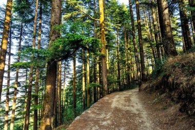Kanatal, Uttarakhand, Hindistan ve Asya 'daki Doğa Parkında Çam ve Deodarlar
