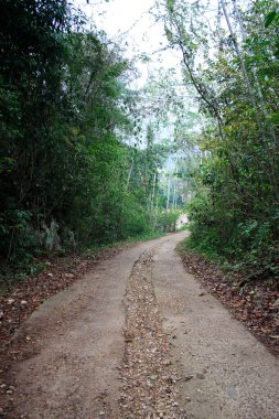 Yeşil çalılar arasındaki yol, Belize, Orta Amerika 