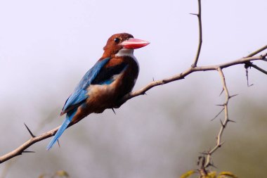 Kuş; beyaz göğüslü kral balığı halcyon smyrnensis dal üzerinde oturuyor; Bharatpur; Rajasthan; Hindistan